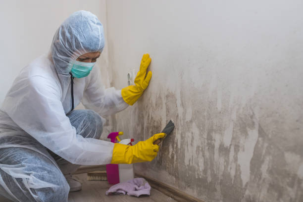 Professional Mold Removal in East Grand Rapids, MI