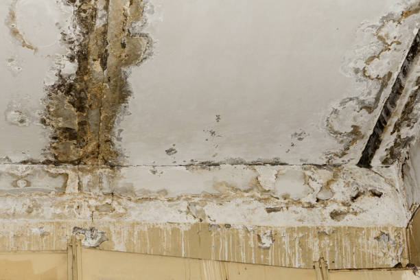 Best Mold Remediation for Healthcare Facilities  in East Grand Rapids, MI