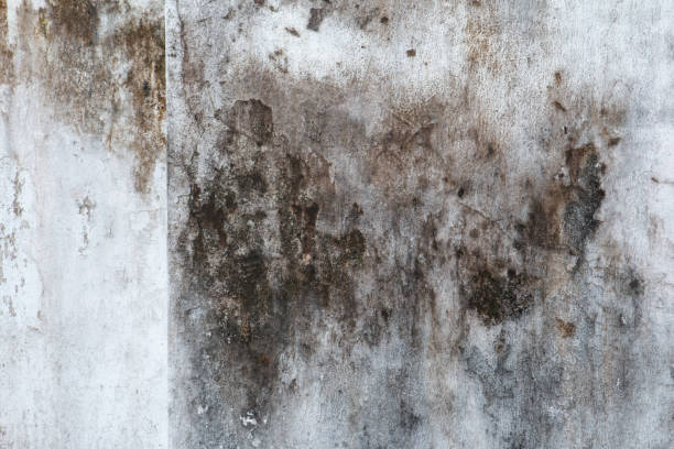 Best Emergency Mold Remediation  in East Grand Rapids, MI