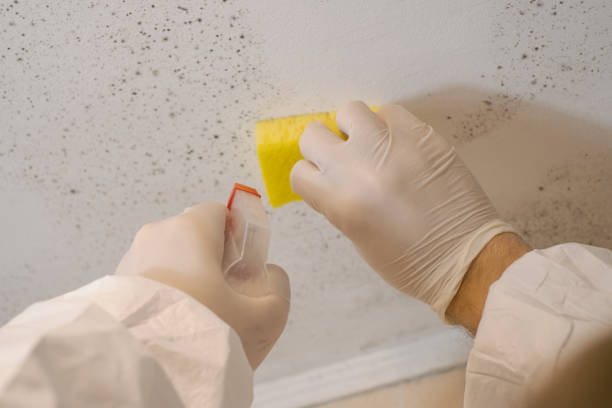 Best Commercial Mold Inspection  in East Grand Rapids, MI
