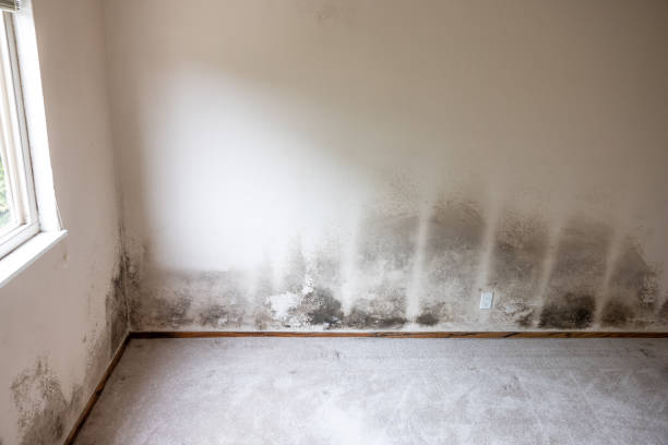 Best Post-Construction Mold Inspection  in East Grand Rapids, MI
