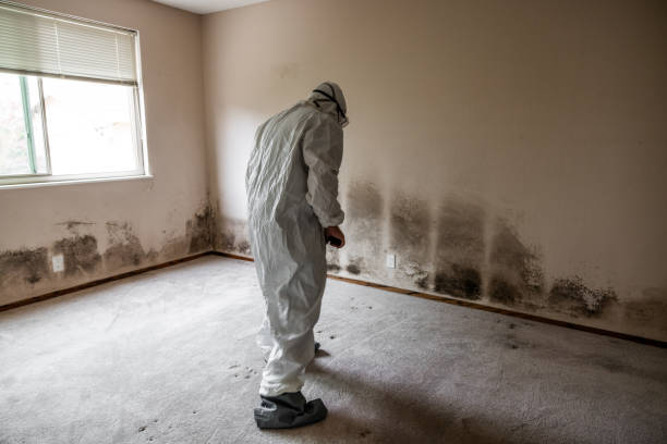 Best Environmental Consulting for Mold Prevention  in East Grand Rapids, MI
